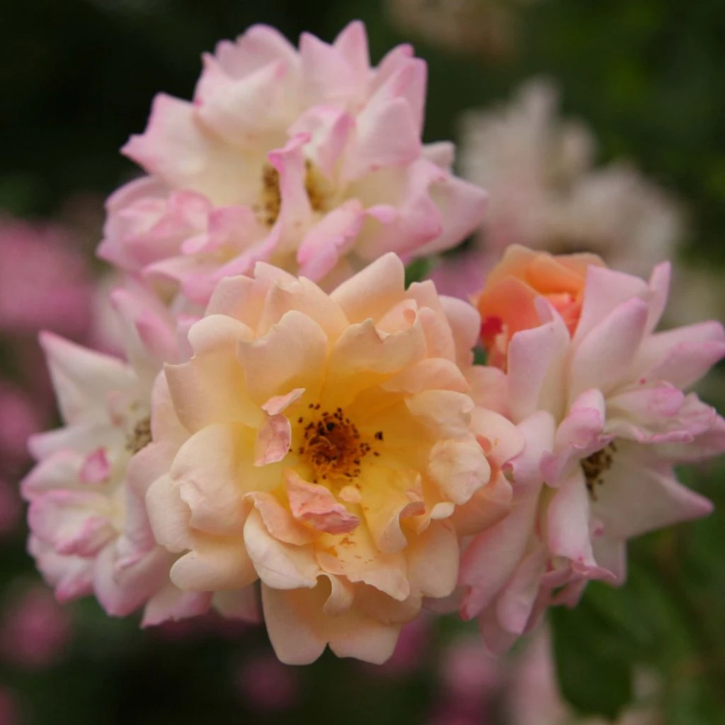 Rosier Ancien Phyllis Bide 1 Rosier Ancien Phyllis Bide