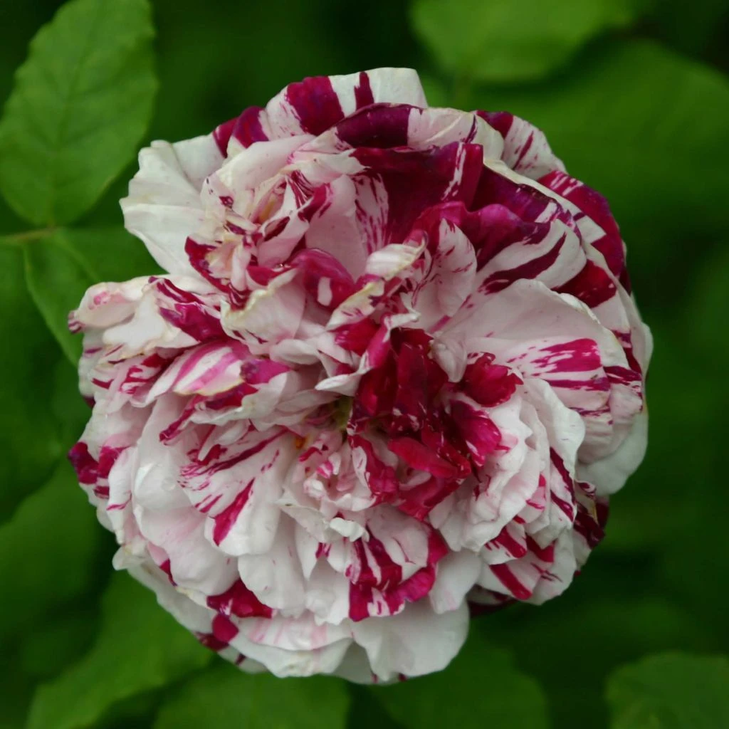 Rosier Ancien Variegata Di Bologna 1 Rosier Ancien Variegata Di Bologna