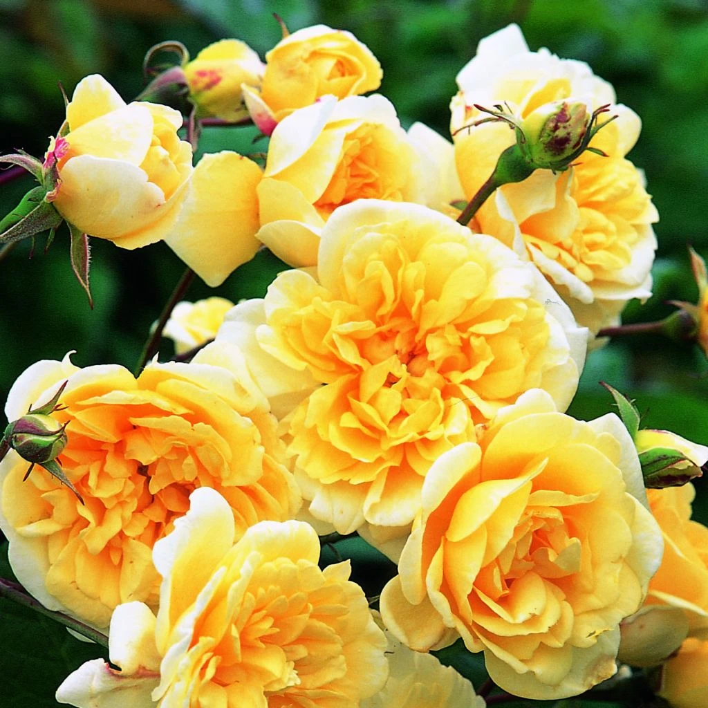 Rosier David Austin Malvern Hills 1 Rosier David Austin Malvern Hills