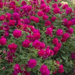 Rosier David Austin Thomas à Becket