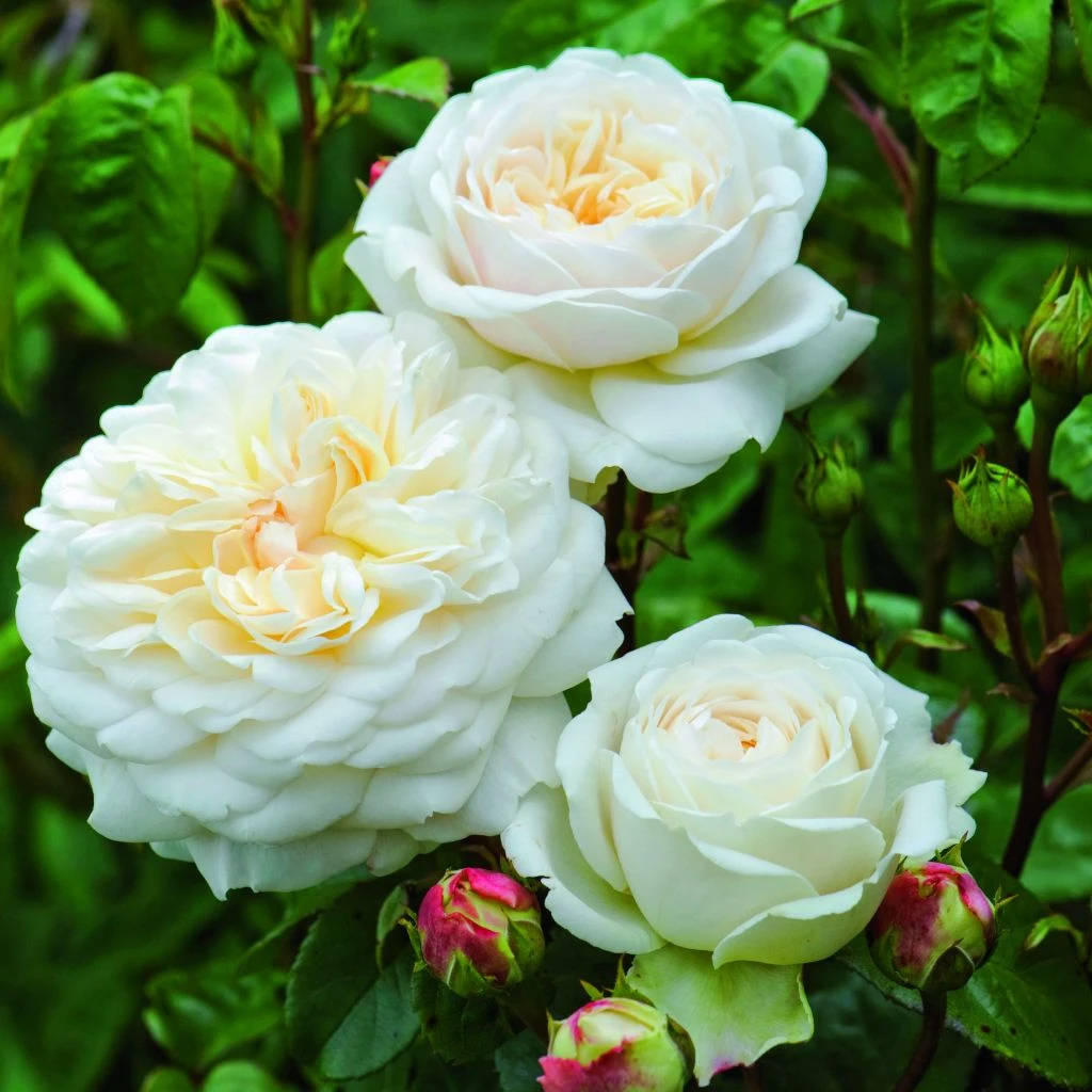 Rosier David Austin Tranquillity 1 Rosier David Austin Tranquillity