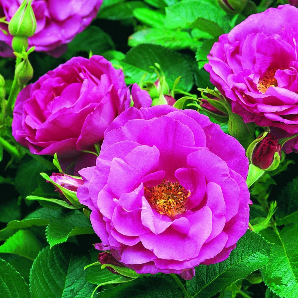 Rosier David Austin Wild Edric 1 Rosier David Austin Wild Edric