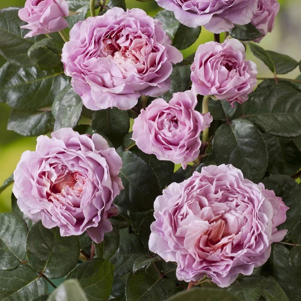 Rosier Buisson Eisvogel 1 Rosier Buisson Eisvogel