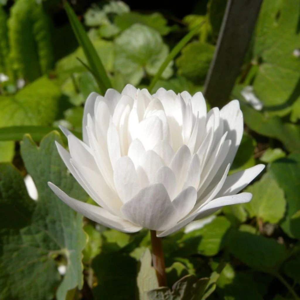 Sanguinaria Canadensis Flore Pleno - Sanguinaire 1 Sanguinaria Canadensis Flore Pleno - Sanguinaire