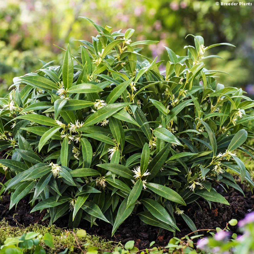 Sarcococca Hookeriana Var.humilis Fragrant Valley 1 Sarcococca Hookeriana Var.humilis Fragrant Valley