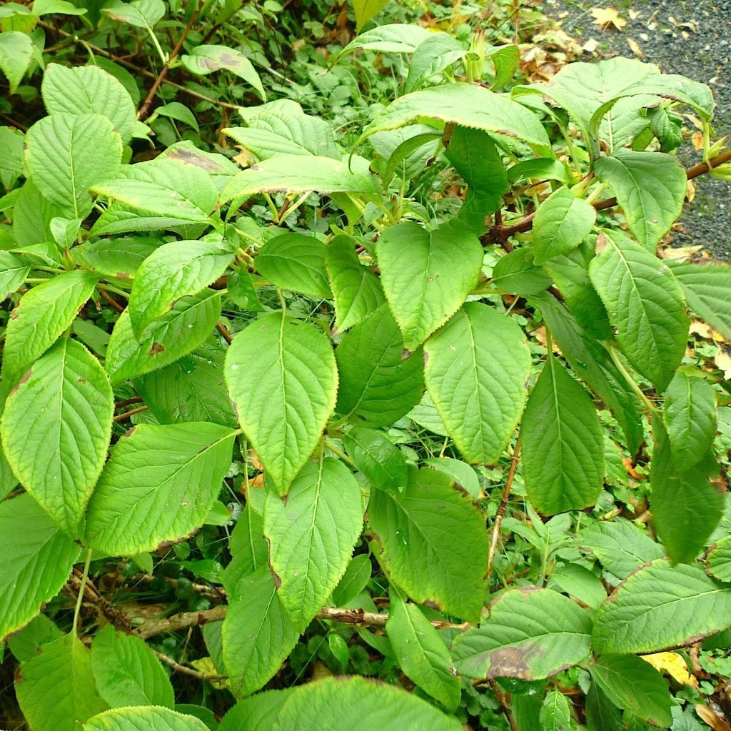 Schizophragma Corylifolium 1 Schizophragma Corylifolium