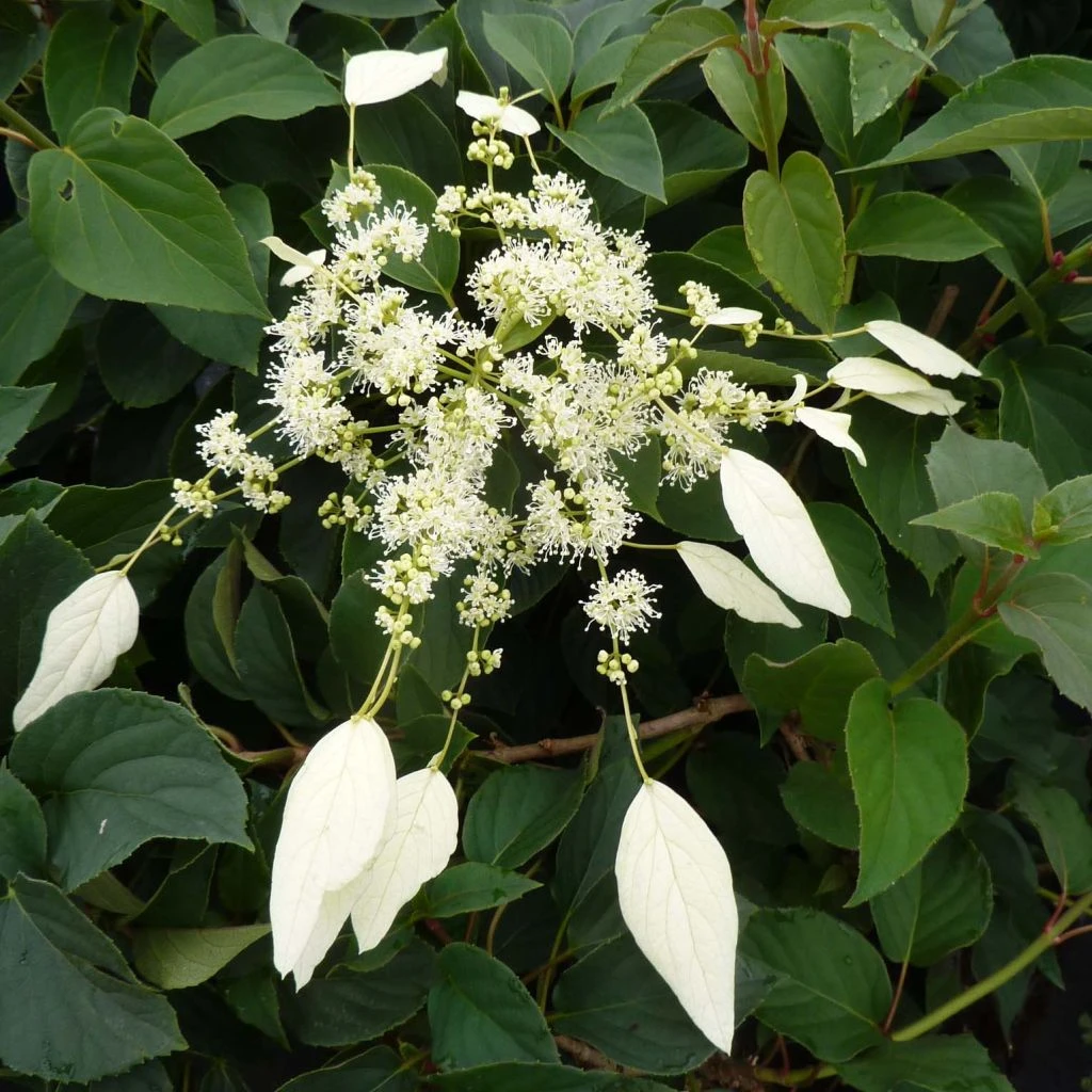 Schizophragma Hydrangeoides Windmills 1 Schizophragma Hydrangeoides Windmills