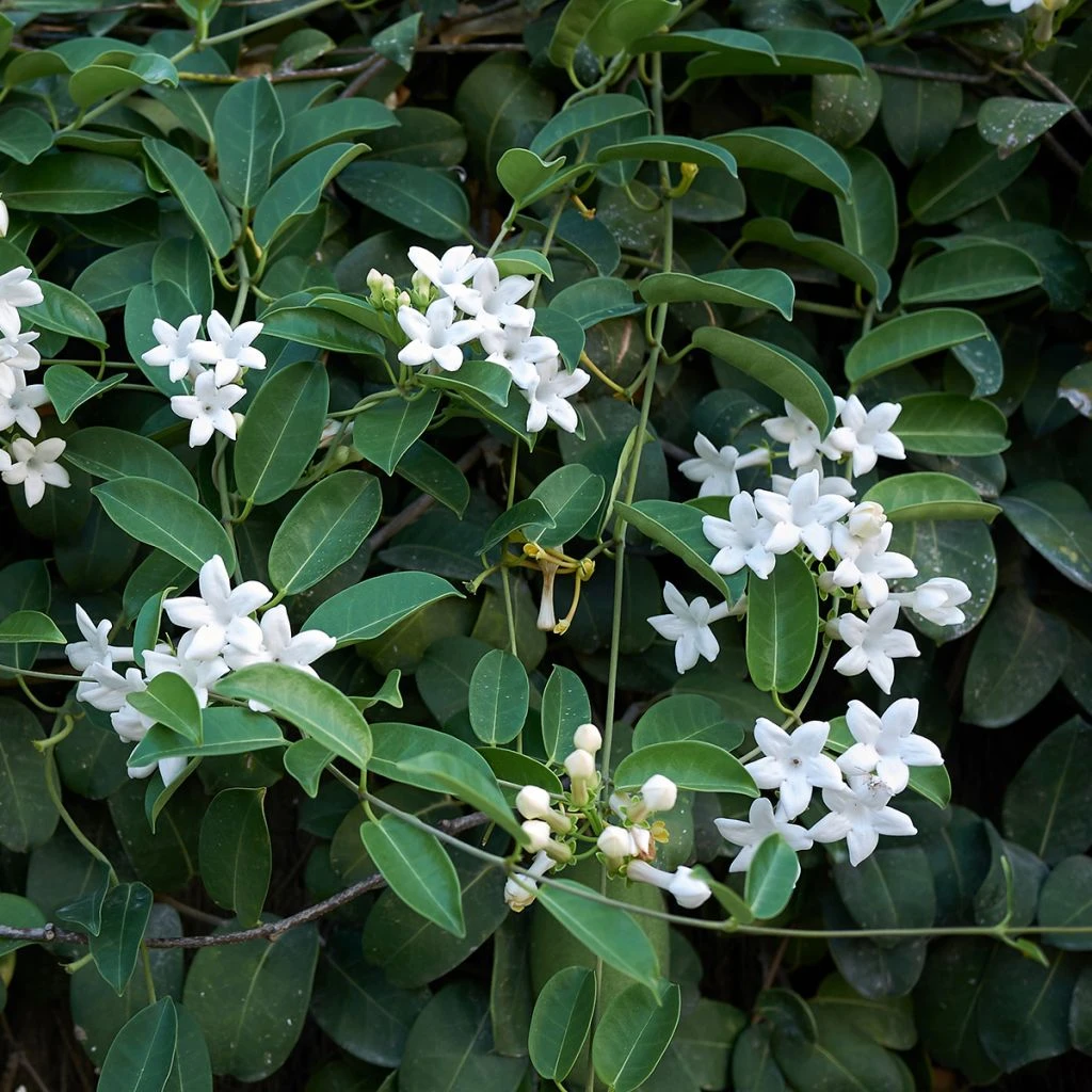 Stephanotis Floribunda (jasminoides) - Jasmin De Madagascar 1 Stephanotis Floribunda (jasminoides) - Jasmin De Madagascar