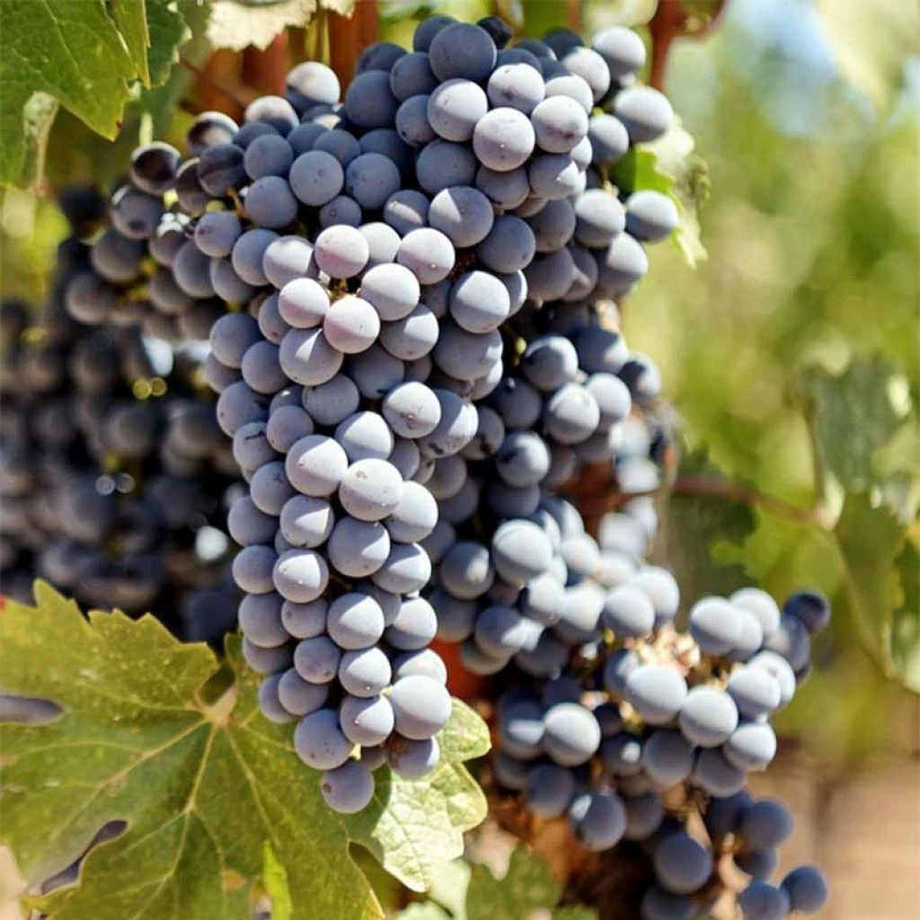Vigne Cabernet Sauvignon - Vitis Vinifera 1 Vigne Cabernet Sauvignon - Vitis Vinifera