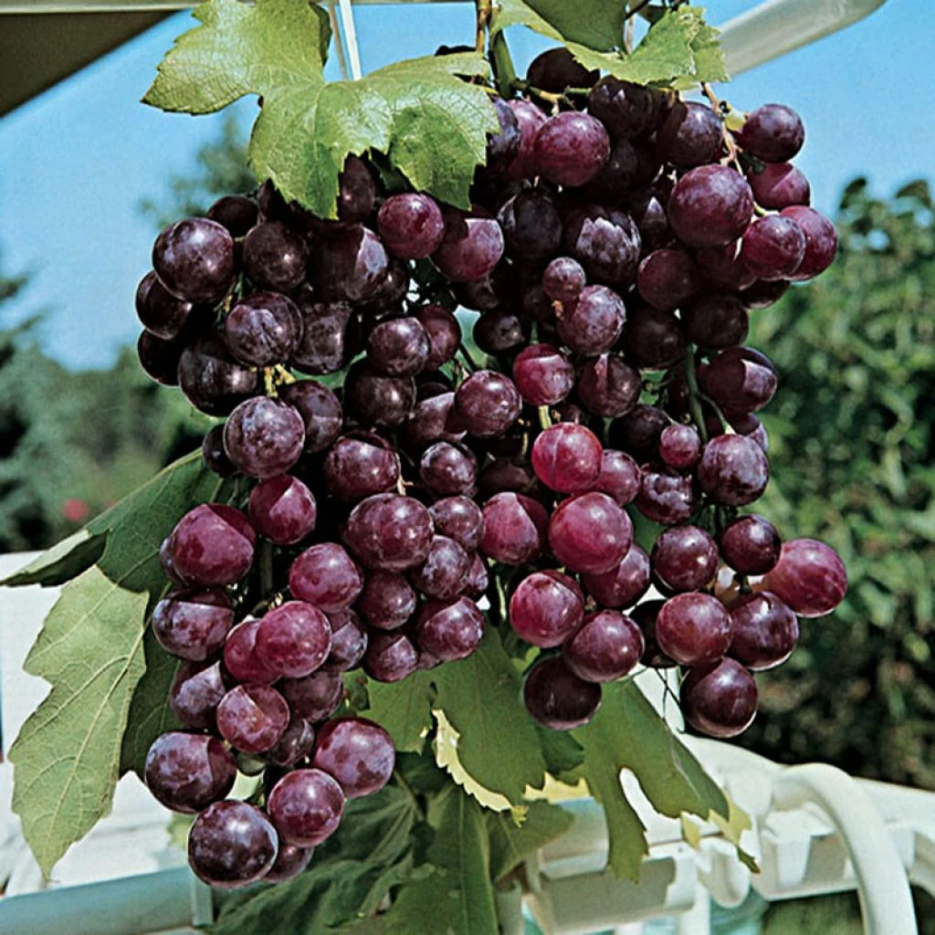 Vigne Cardinal 1 Vigne Cardinal