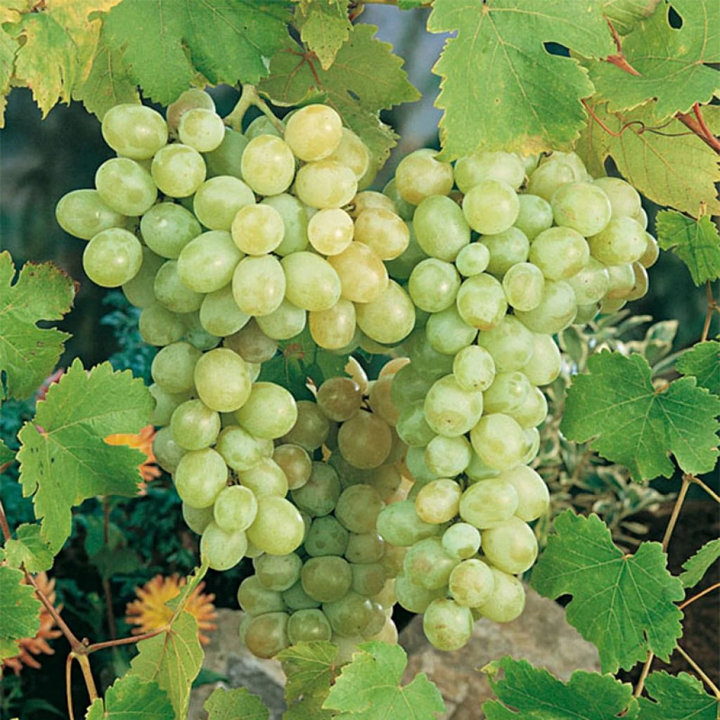 Vigne Italia 1 Vigne Italia
