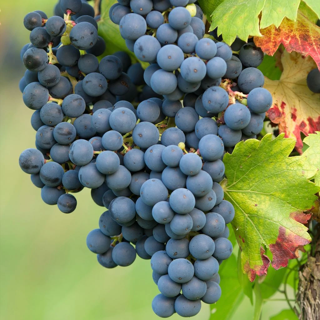 Vigne Regent - Vitis Vinifera 1 Vigne Regent - Vitis Vinifera
