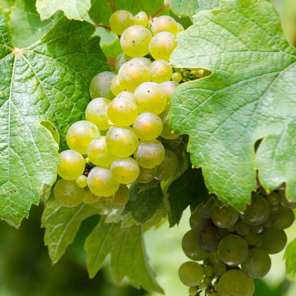 Vigne Riesling - Vitis Vinifera 1 Vigne Riesling - Vitis Vinifera