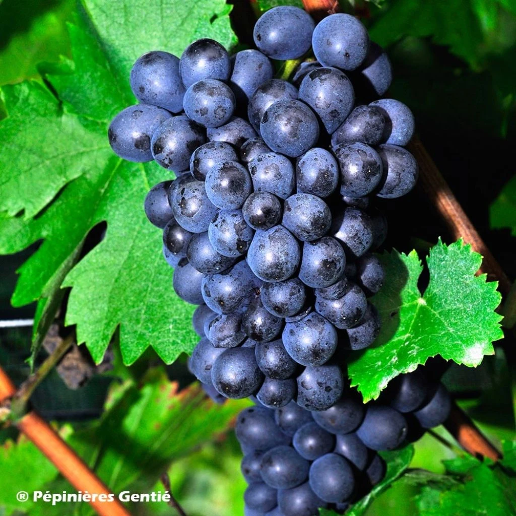 Vigne De Table Roi Des Précoces 1 Vigne De Table Roi Des Précoces