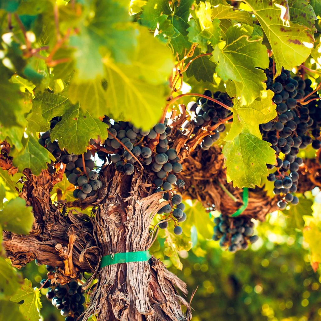 Vigne Petit Verdot 1 Vigne Petit Verdot