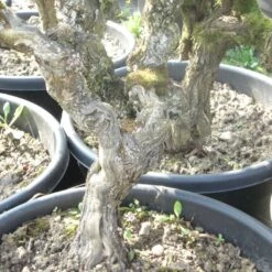 Vigne Ancienne Roussette - Vitis Altesse