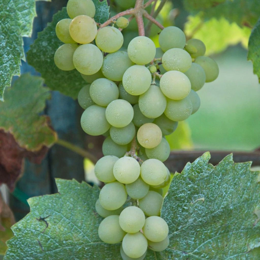 Vigne Sans Pépin Aperina Bianca 1 Vigne Sans Pépin Aperina Bianca