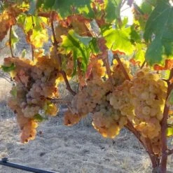 Vigne Sans Pépin Aperina Rossa