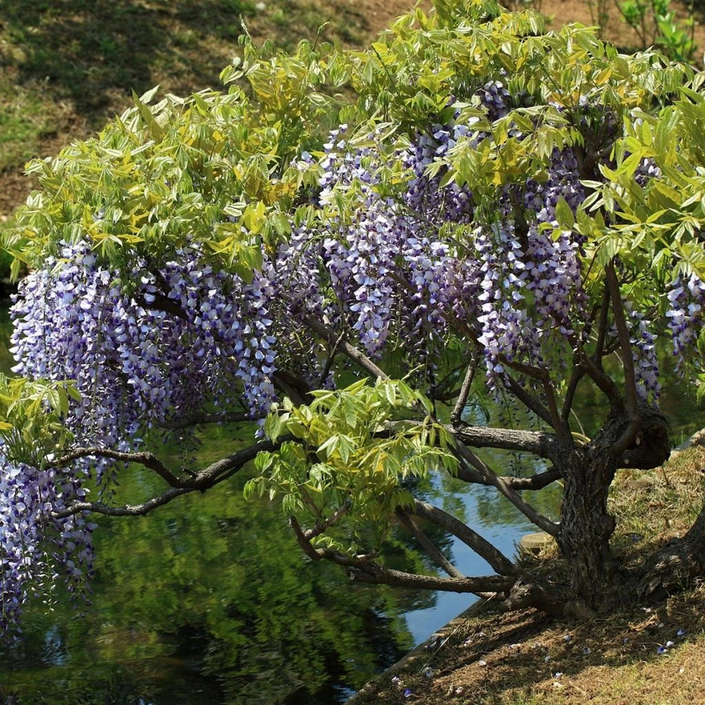 Glycine Du Japon - Wisteria Floribunda 1 Glycine Du Japon - Wisteria Floribunda