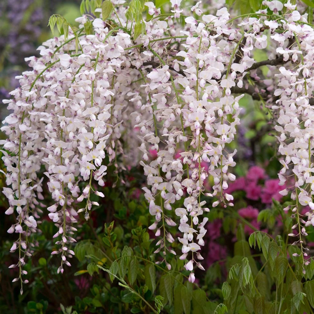 Glycine Japonaise - Wisteria Floribunda Lipstick 1 Glycine Japonaise - Wisteria Floribunda Lipstick