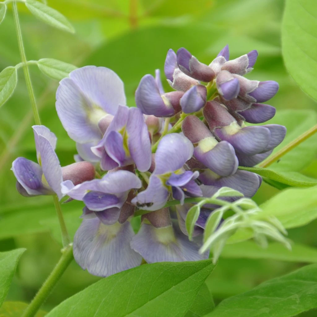 Wisteria Frutescens Amethyst Falls - Glycine D'Amérique 1 Wisteria Frutescens Amethyst Falls - Glycine D'Amérique
