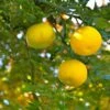 Yuzu - Citrus Junos