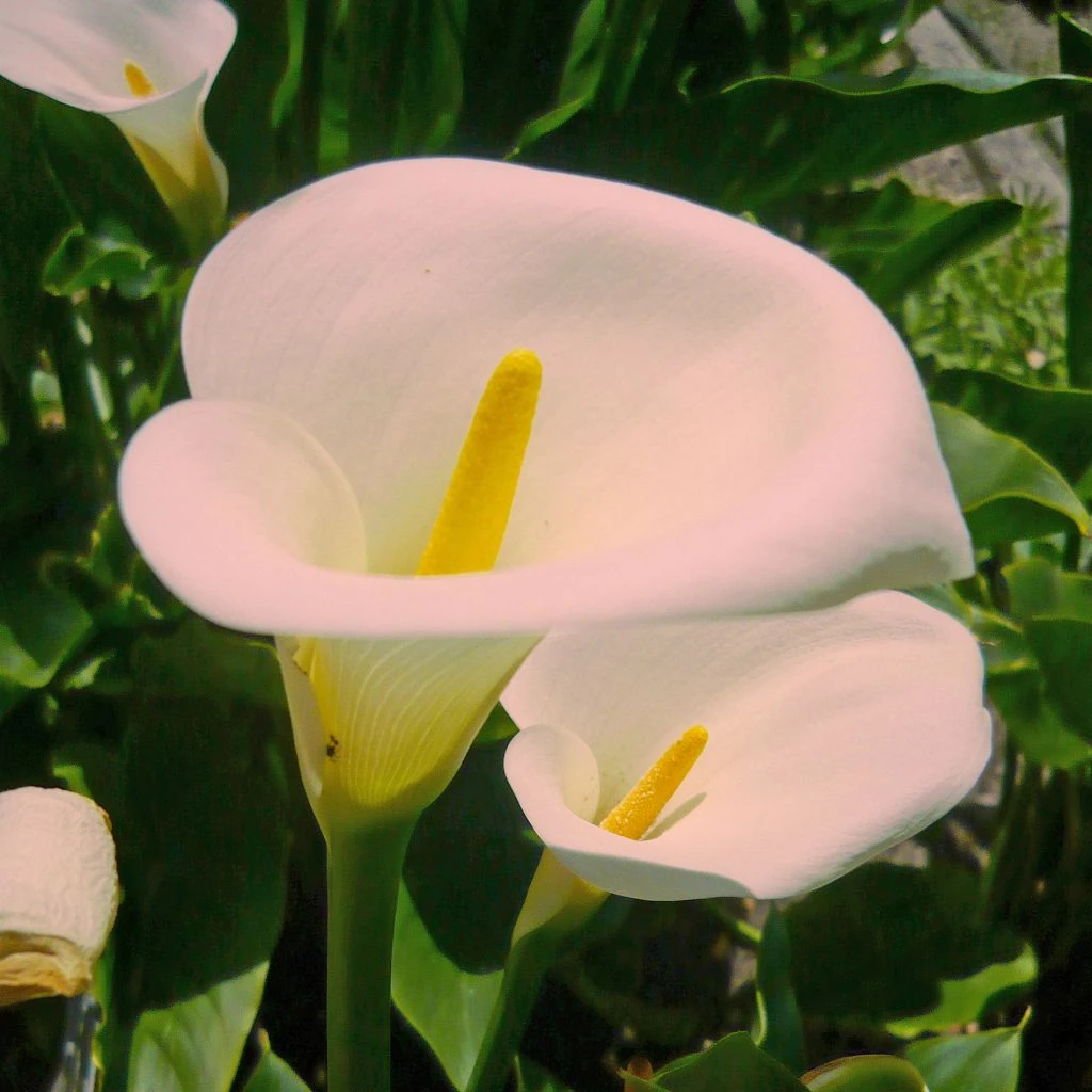 Zantedeschia Aethiopica Pink Mist - Arum D'Ethiopie Rose Pâle. 1 Zantedeschia Aethiopica Pink Mist - Arum D'Ethiopie Rose Pâle.