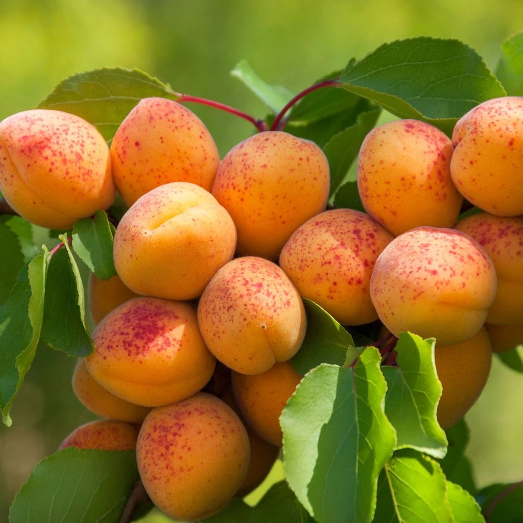 Abricotier Nain Fruit Me Apricot Me Pending 1 Abricotier Nain Fruit Me Apricot Me Pending