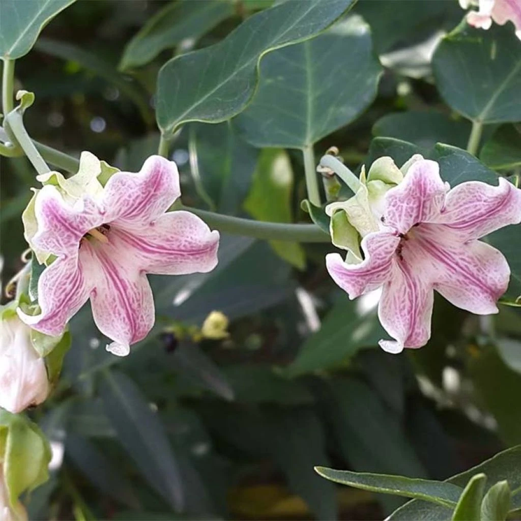 Araujia Sericifera Pink - Plante Cruelle 1 Araujia Sericifera Pink - Plante Cruelle