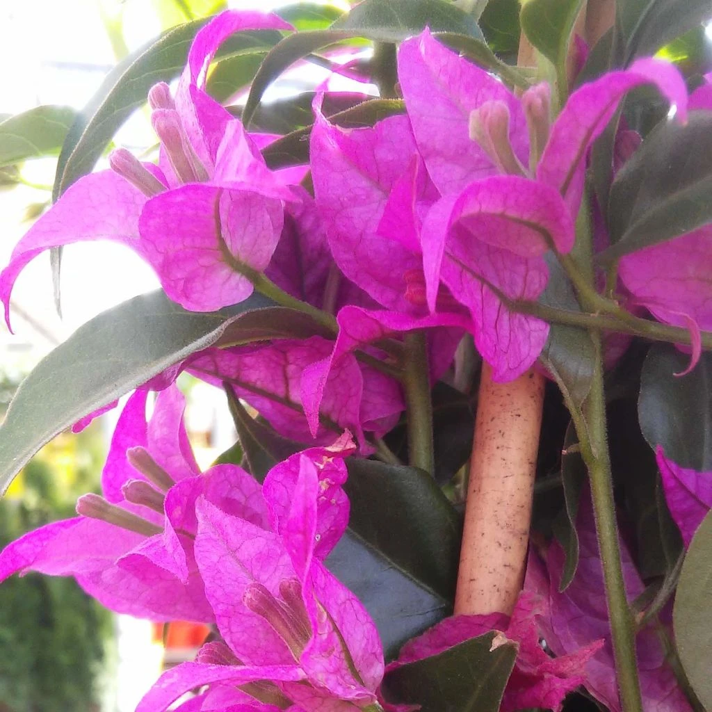 Bougainvillier Glabra Sanderiana 1 Bougainvillier Glabra Sanderiana