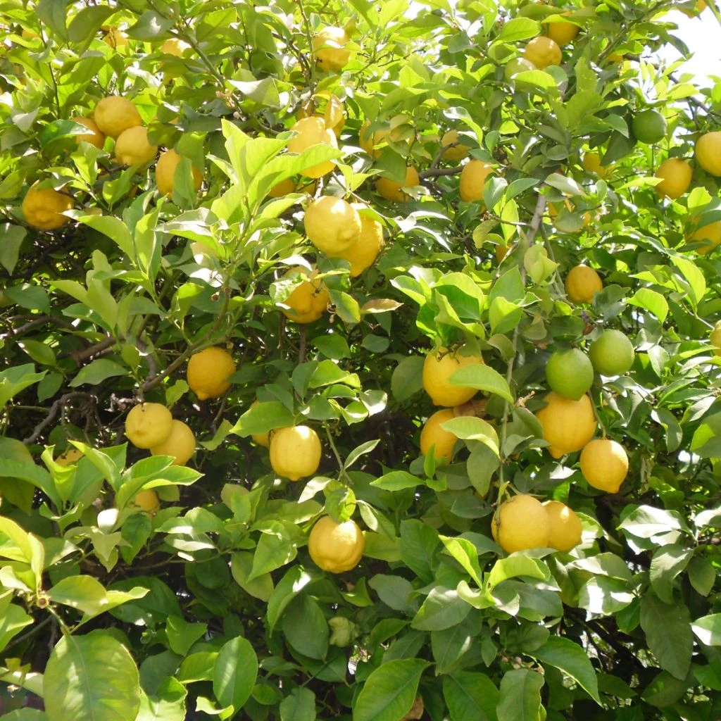 Citronnier Des 4 Saisons - Citrus Limon 1 Citronnier Des 4 Saisons - Citrus Limon