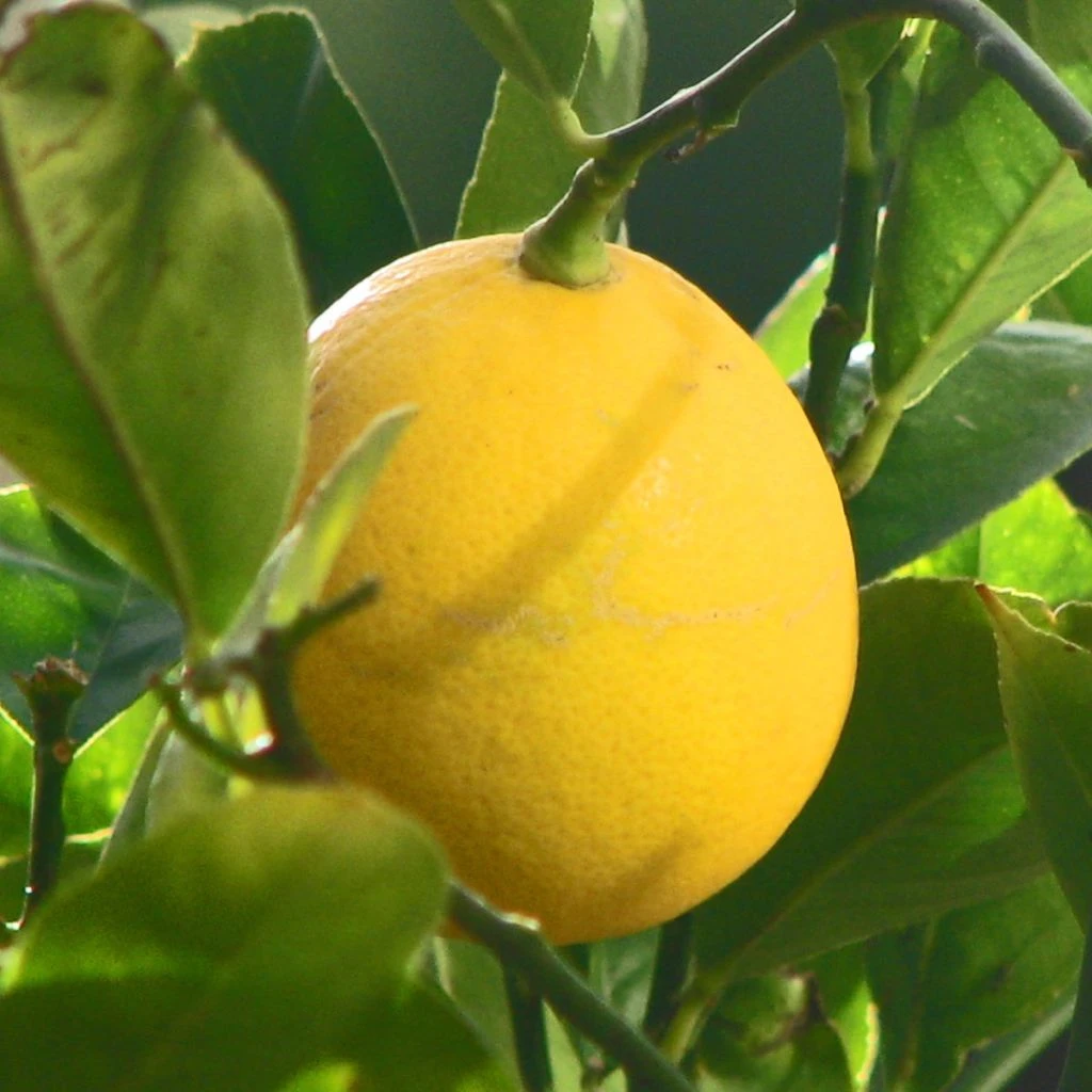 Citronnier Meyer - Citrus X Meyeri 1 Citronnier Meyer - Citrus X Meyeri