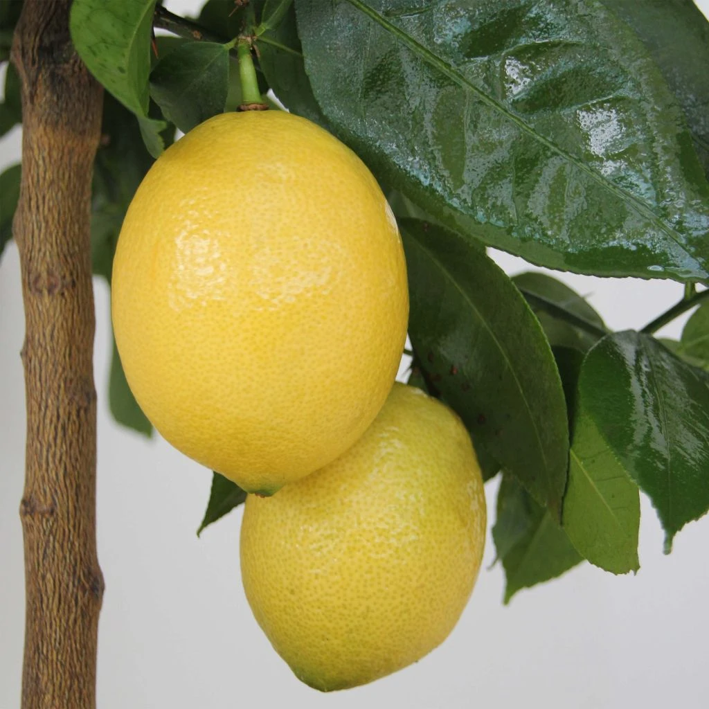 Citronnier - Citrus Limon Lemox 1 Citronnier - Citrus Limon Lemox