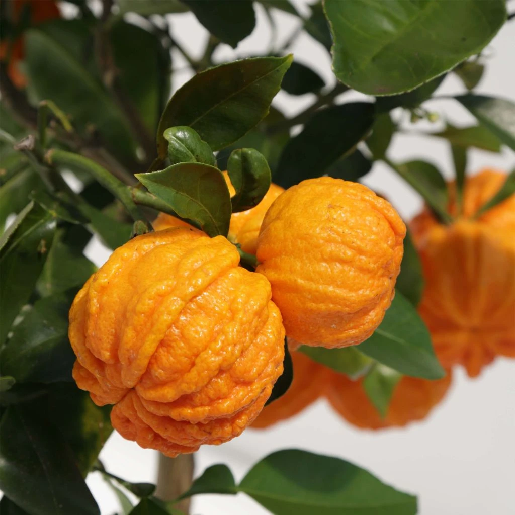 Oranger Corrugata - Citrus Sinensis X Aurantium 1 Oranger Corrugata - Citrus Sinensis X Aurantium