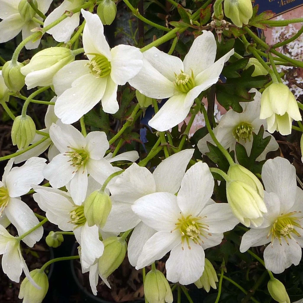 Clématite - Clematis Avalanche® 1 Clématite - Clematis Avalanche®