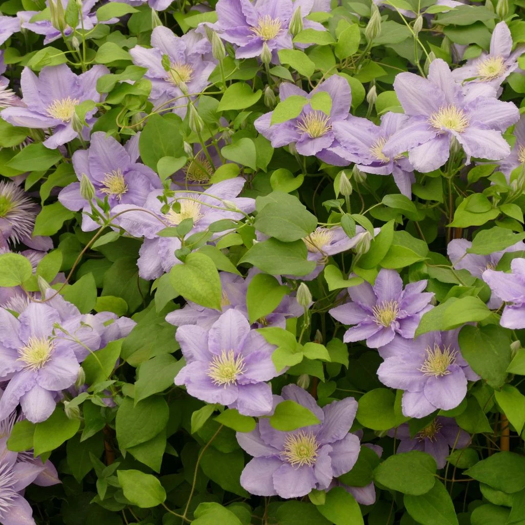 Clématite - Clematis Cezanne 1 Clématite - Clematis Cezanne