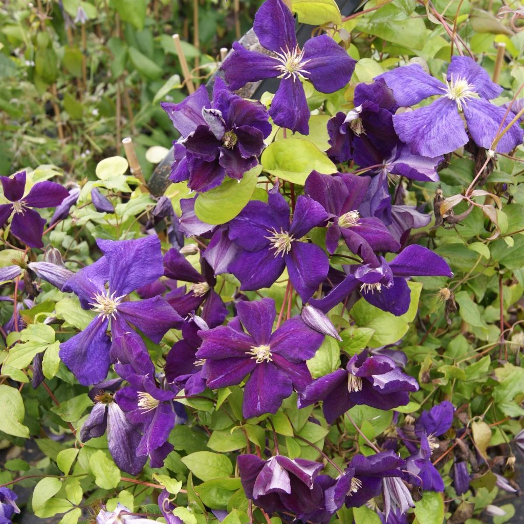 Clématite - Clematis Jackmanii Superba 1 Clématite - Clematis Jackmanii Superba