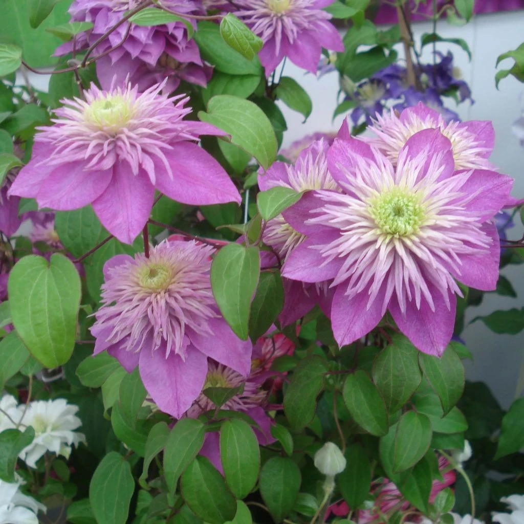 Clématite - Clematis Kaiser 1 Clématite - Clematis Kaiser
