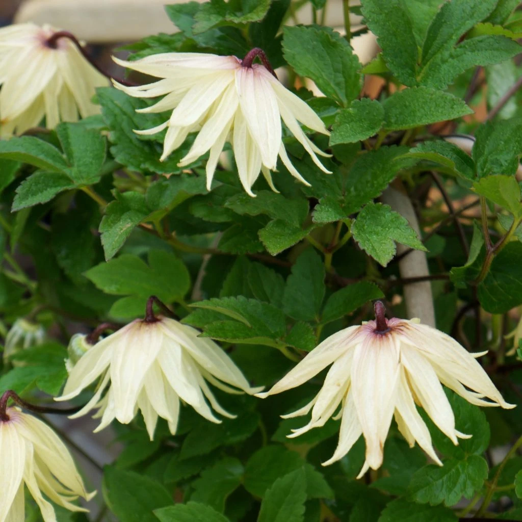 Clématite - Clematis Koreana Amber 1 Clématite - Clematis Koreana Amber
