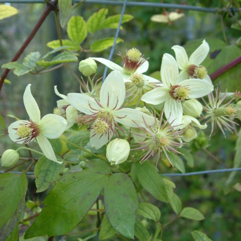 Clématite - Clematis Tangutica Grace 1 Clématite - Clematis Tangutica Grace