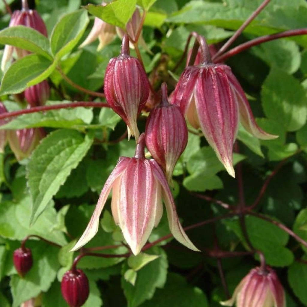 Clématite - Clematis I Am Red Robin 1 Clématite - Clematis I Am Red Robin
