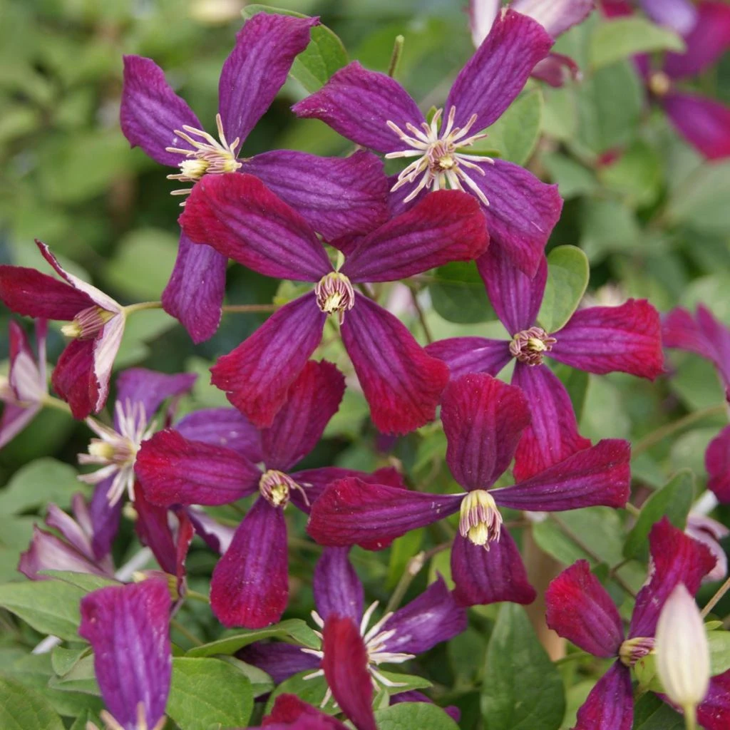 Clématite - Clematis Flammula Sweet Summer Love 1 Clématite - Clematis Flammula Sweet Summer Love