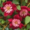 Clématite - Clematis Avant Garde