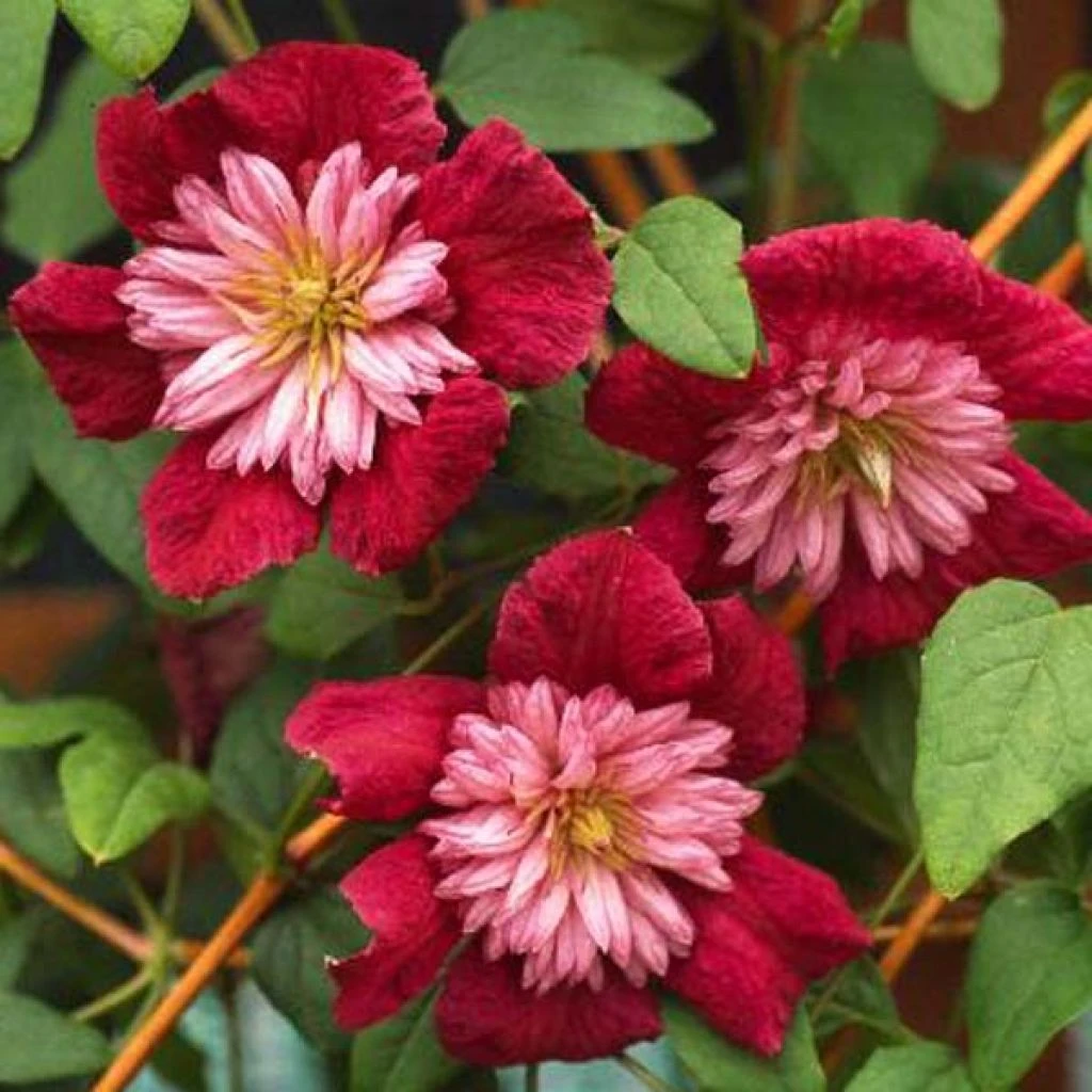 Clématite - Clematis Avant Garde 1 Clématite - Clematis Avant Garde