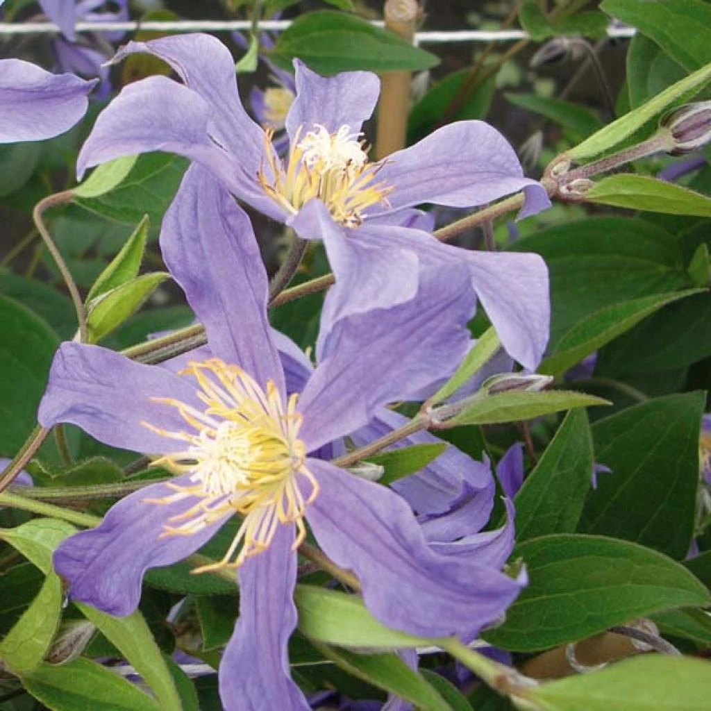 Clématite - Clematis Juuli 1 Clématite - Clematis Juuli
