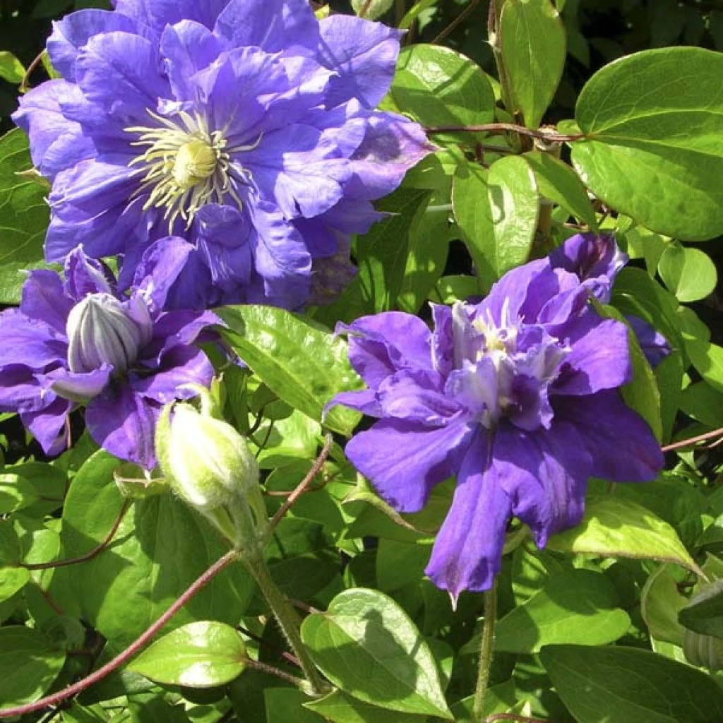 Clématite - Clematis Kiri Te Kanawa 1 Clématite - Clematis Kiri Te Kanawa