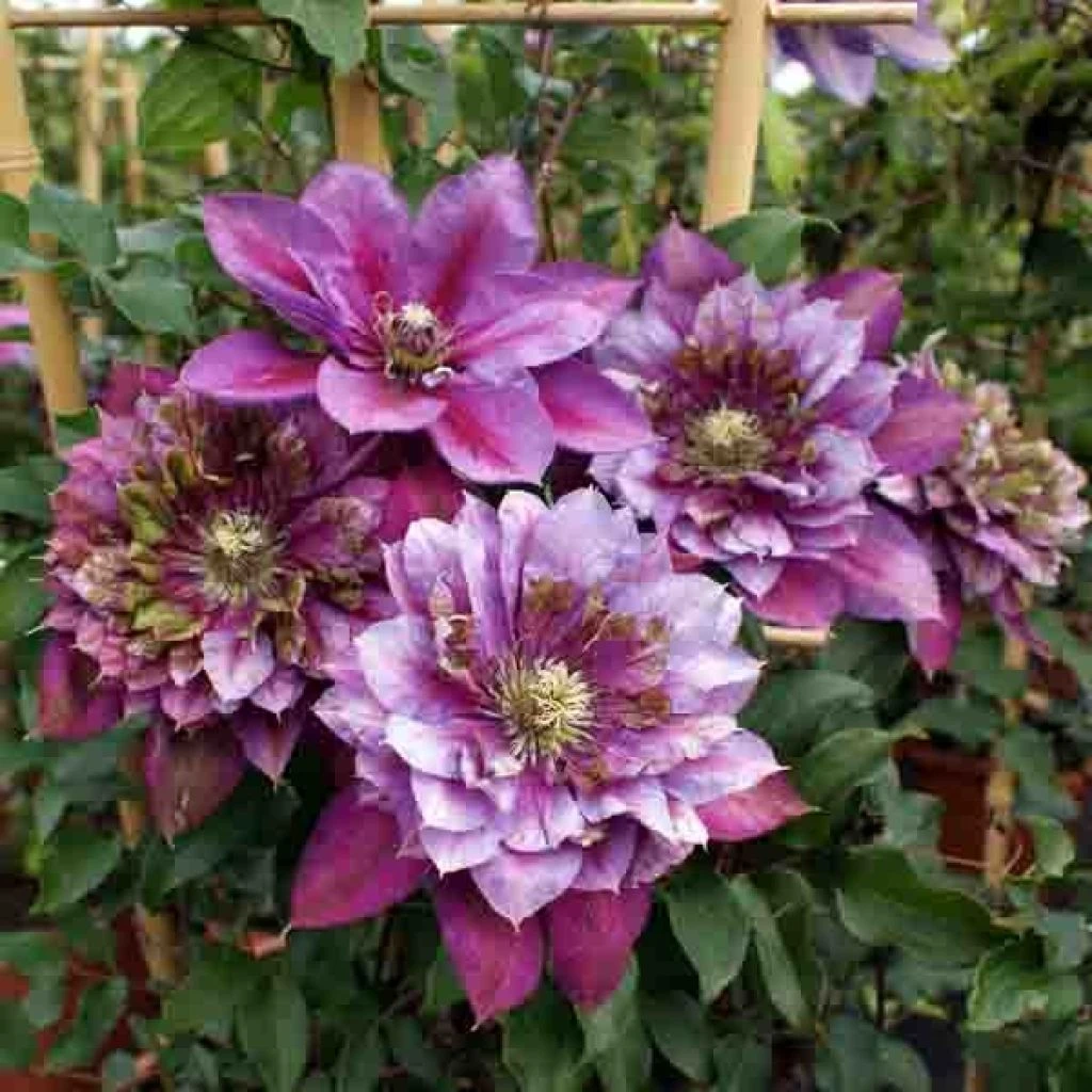 Clématite - Clematis Temptation 1 Clématite - Clematis Temptation