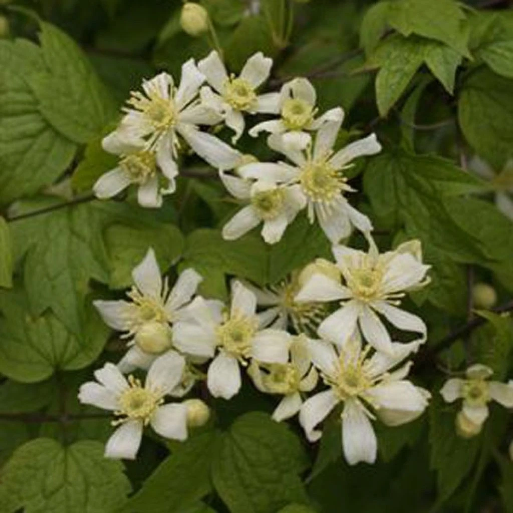Clématite - Clematis Vitalba Trichotoma 1 Clématite - Clematis Vitalba Trichotoma