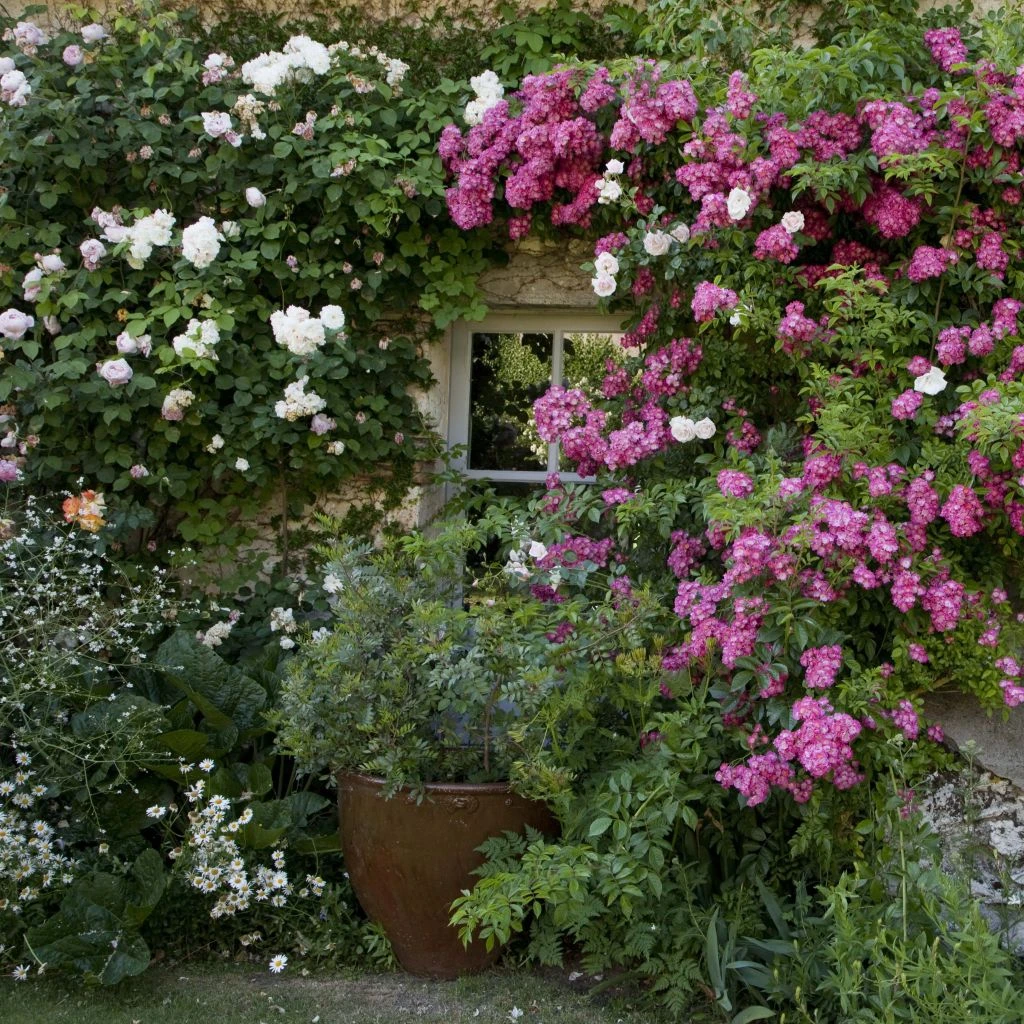 Collection 2 Rosiers Lianes Roses 1 Collection 2 Rosiers Lianes Roses