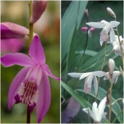 Collection 6 Blétillas